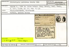 Karteikarte zum Holotyp von Cristellaria callifera Stache, 1864